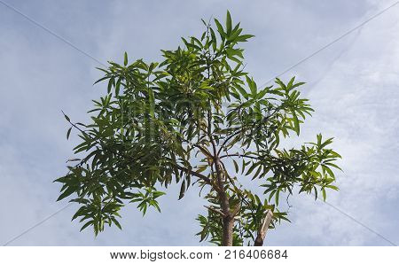 Trimmed Top of Mango Tree with Blue Sky Backdrop