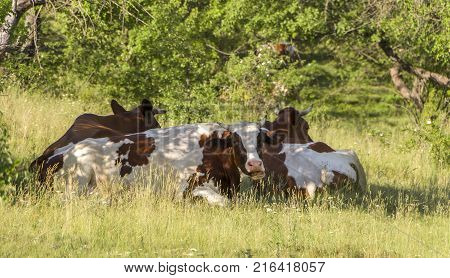 A cow grazing on a green meadow on a clear summer sunny day.