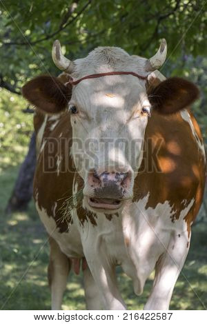 A cow grazing on a green meadow on a clear summer sunny day.