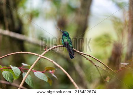 A Beautiful Turquoise And Blue Hummingbird In The Cloud Forest At The Recinto Del Pensamiento Nature