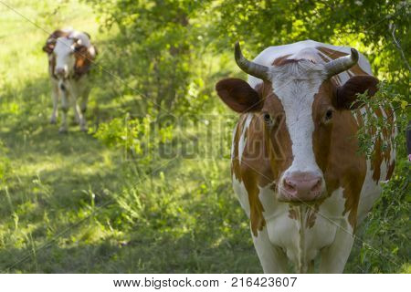 A cow grazing on a green meadow on a clear summer sunny day.