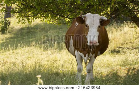 A cow grazing on a green meadow on a clear summer sunny day.