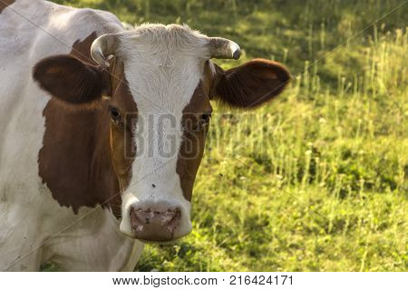 A cow grazing on a green meadow on a clear summer sunny day.