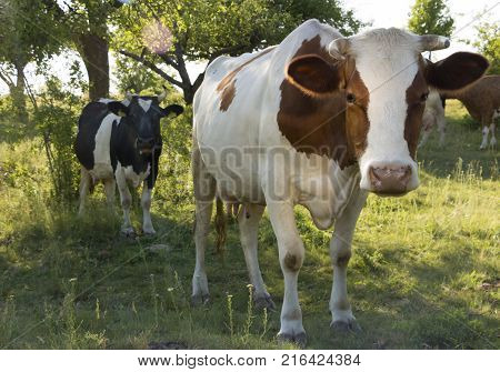 A cow grazing on a green meadow on a clear summer sunny day.