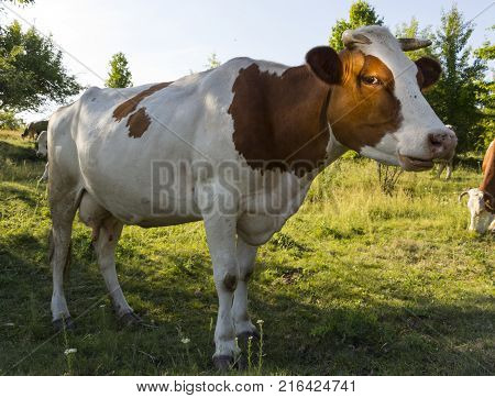 A cow grazing on a green meadow on a clear summer sunny day.