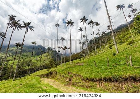 A Road Winding Down Through The Cocora Valley Near Salento Colombia.