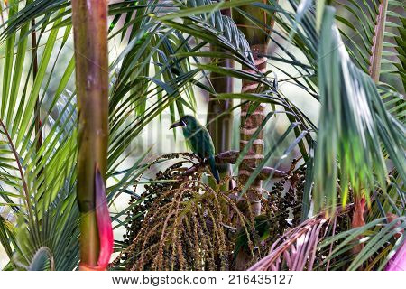 A Lone Canary Hiding In A Palm In The Jungle Of Colombia.