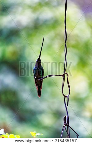 A Long Billed Hummingbird Posing On A Wire Near Salento Colombia.