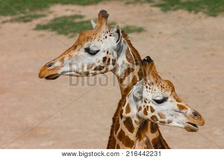 Detail of two Rothschildi Giraffe in national reserve