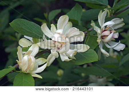 Venus sweetshrub (Calycanthus x Venus). Hybrid of Calycanthus chinensis and