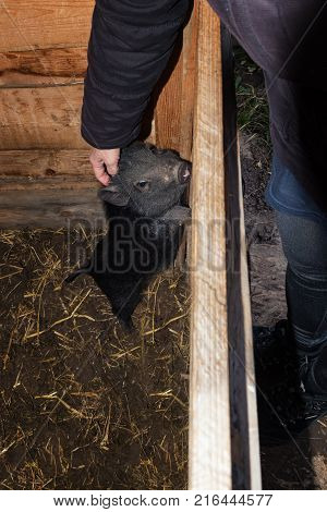 Young girl scratches head of mini pig in wooden barn