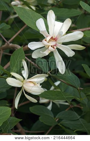 Venus sweetshrub (Calycanthus x Venus). Hybrid of Calycanthus chinensis and