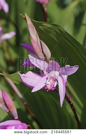 Hyacinth orchid (Bletilla striata). Called Chinese ground orchid also