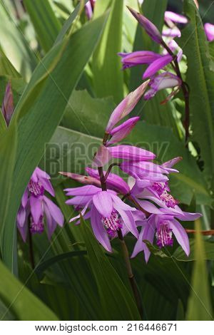 Hyacinth orchid (Bletilla striata). Called Chinese ground orchid also