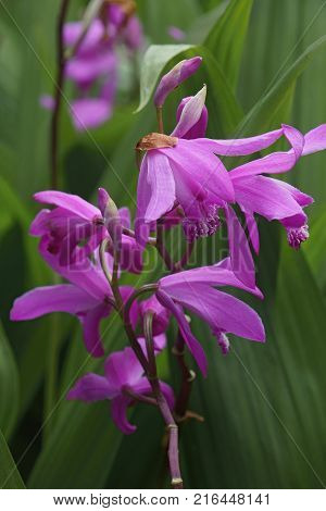 Hyacinth orchid (Bletilla striata). Called Chinese ground orchid also