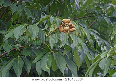Yellow buckeye (Aesculus flava). Called Sweet buckeye also. Image of fruits and foliage