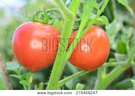 summer red tomato on a green branch
