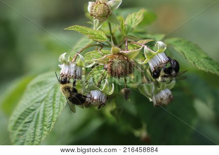 Two bees feeding on raspberry flowers in summer