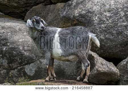 Nubian Goat mix standing on big rocks