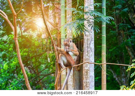 Toque macaque monkey Macaca Tit male sitting on a branch. Green tropical forest island of Sri Lanka.