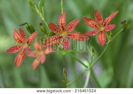 Blackberry lily (Iris domestica). Called Leopard lily and Leopard flower also. Synonym: Belamcanda chinensis