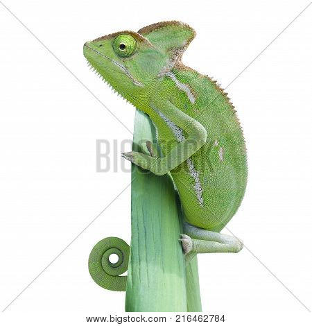 Chameleon climbing on leaf on isolated background