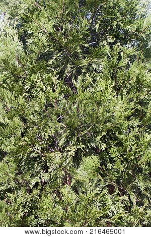 Incense cedar (Calocedrus decurrens). Close up image of foliage