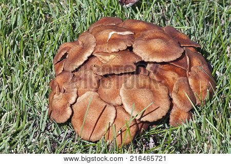 Ringless honey fungus (Armillaria tabescens). Close up image of mushrooms