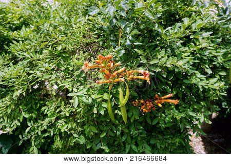 A trumpet vine (Campsis radicans) blooms on the campus of the University of Saint Francis, in Joliet, Illinois, during July.