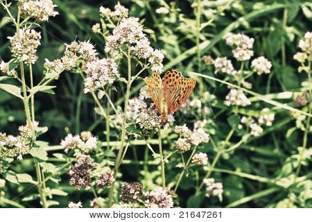 Schmetterling