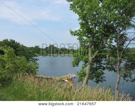 Sommerzeit-Bäume mit Bode See und himmel hübsch