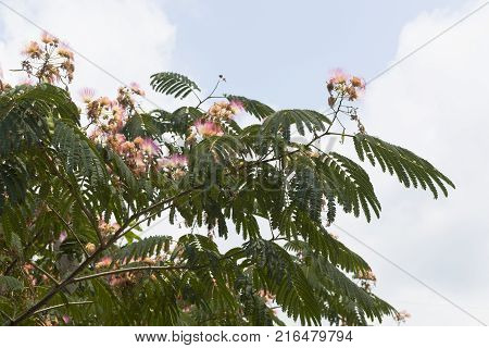 Albitius Lankaran against the sky sunny day