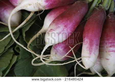 close up view of a bunch of French breakfast radishes