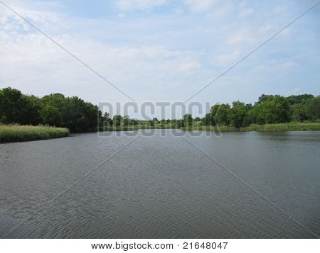 Sommerzeit-Bäume mit Bode See