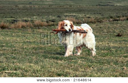Leichte Hund mit Steak