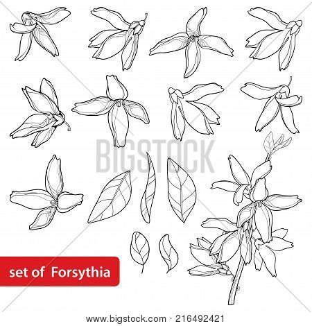 Vector set with outline Forsythia flower, leaves and bunch in black isolated on white background. Spring blossom of garden plant Forsythia in contour style for springtime design and coloring book.