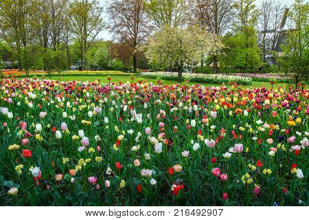 Amazing spring landscape fabulous Keukenhof garden with colorful spring flowers and fresh tulips in the best touristic park near Lisse Netherlands Europe