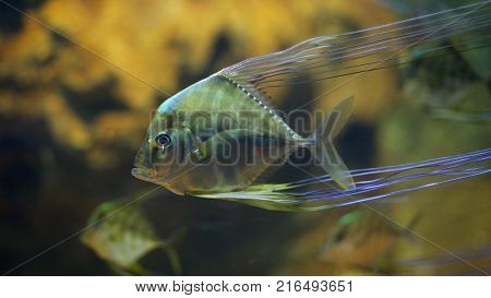 Close up swimming fish in the water