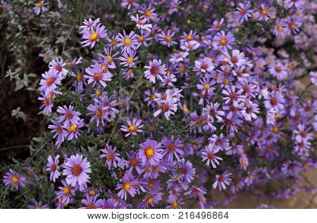 Late autumn flowers under aster new Belgian name