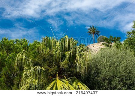 Nature in Monaco against the blue sky. France.