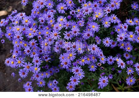 Late autumn flowers under aster new Belgian name