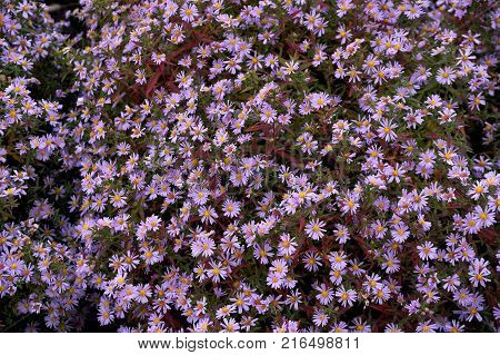 Late autumn flowers under aster new Belgian name
