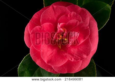 Japanese camellia flower blooming on black background