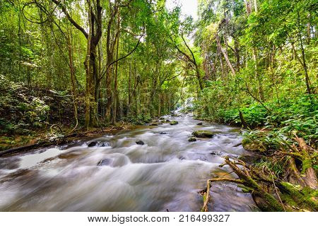 Cascade falls over mossy trunk in rainforest with clear river long exposure.