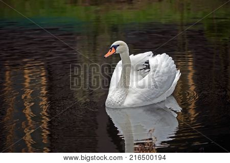 Graceful White Swan Swimming In The Lake