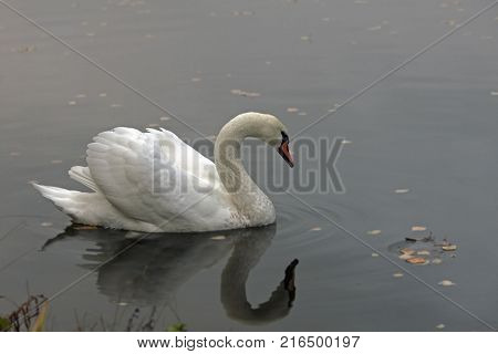 Graceful White Swan Swimming In The Lake