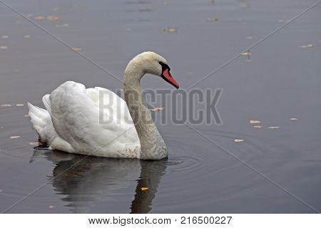 Graceful White Swan Swimming In The Lake