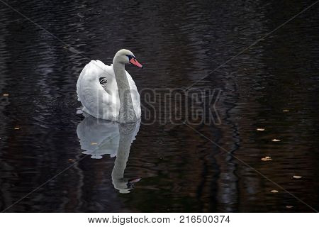 Graceful White Swan Swimming In The Lake