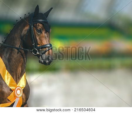 Dressage horse closeup. Bay horse portrait during dressage competition. Advanced dressage test.