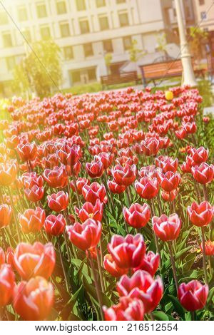 Red tulips. Urban flowerbed in bright sunlight. Toning